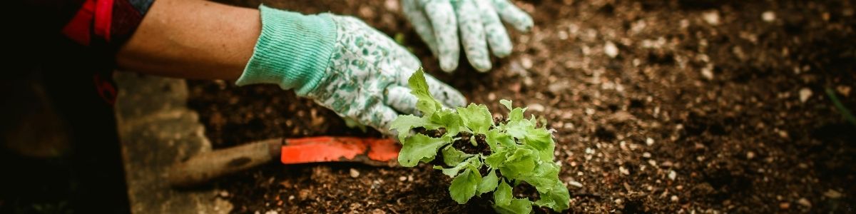 Şehirde Bahçeciliğe Yeni Başlayanlar İçin Rehber